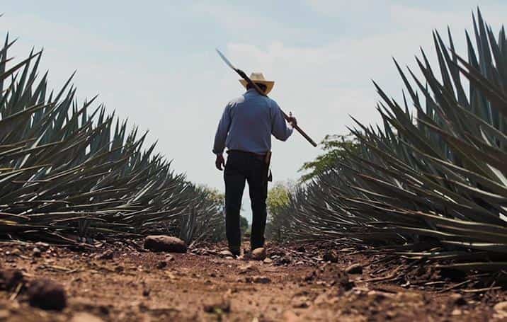 Tequila inteligente